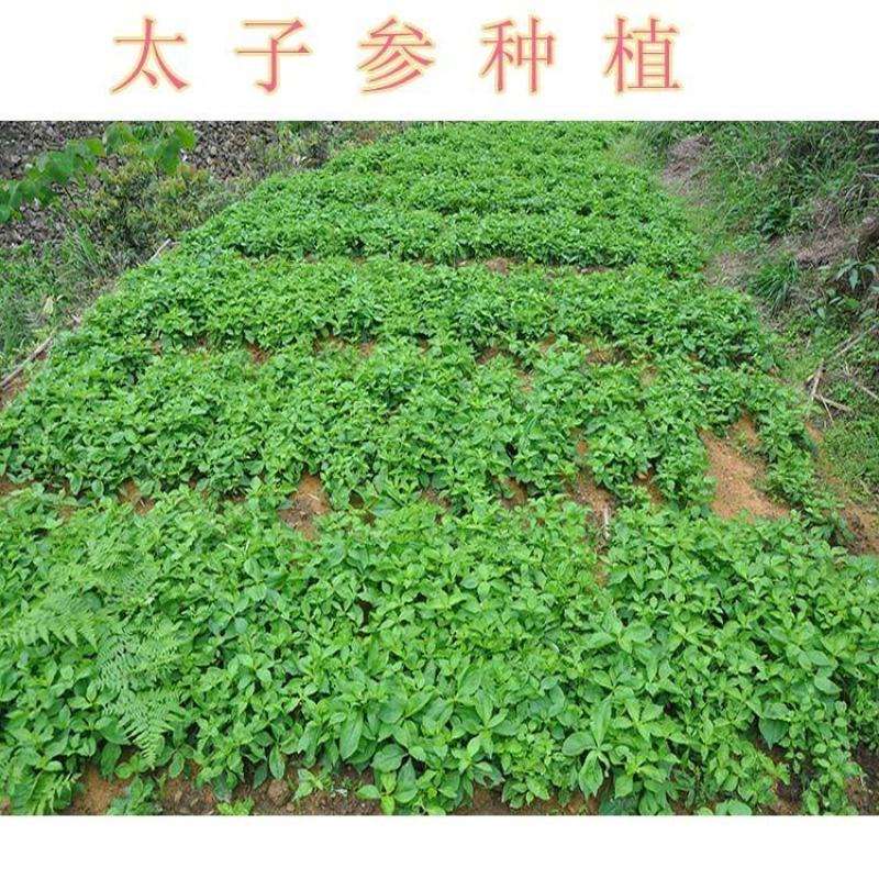 2022年九月新采收太子参种子中药材太子参孩儿参基地育种