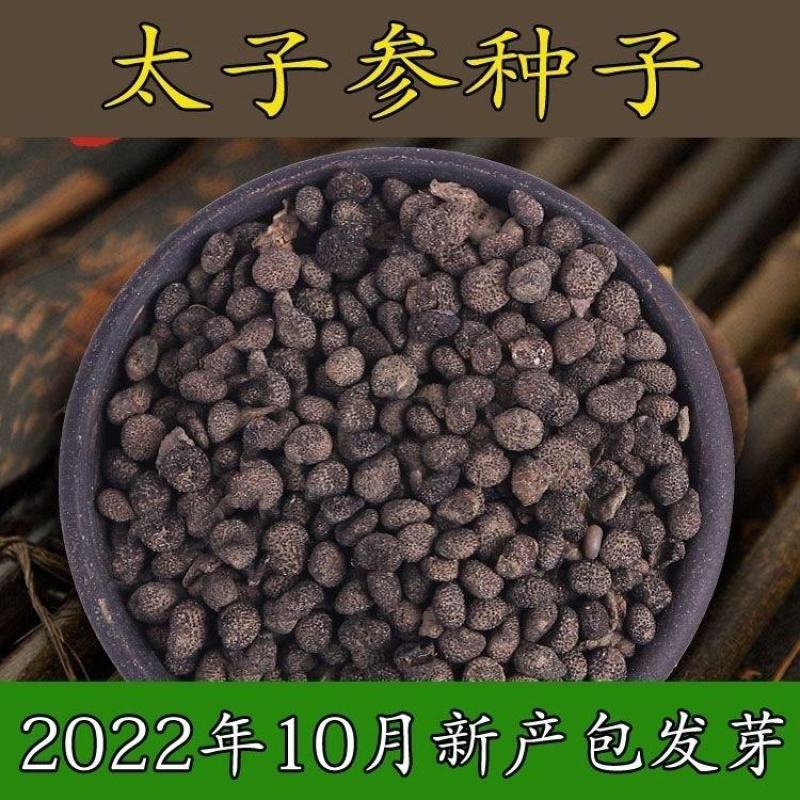2022年九月新采收太子参种子中药材太子参孩儿参基地育种