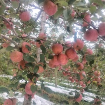 大凉山盐源苹果