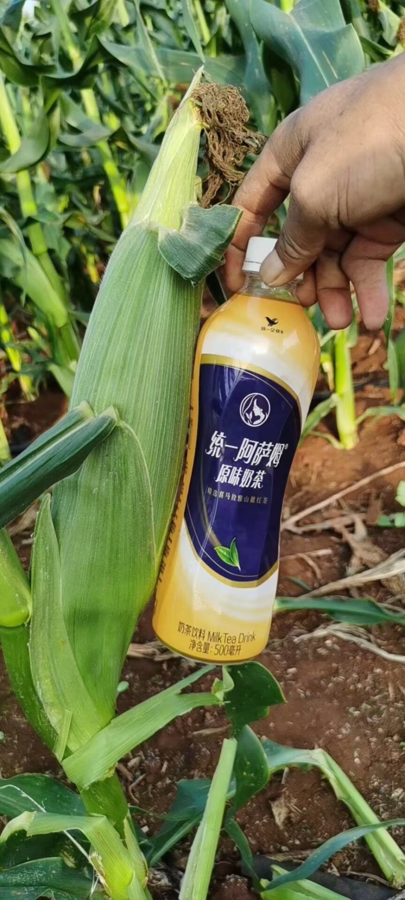 牛奶水果玉米