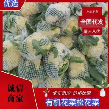 （推荐）商丘精品松花菜，产地直供，货源充足规格齐全
