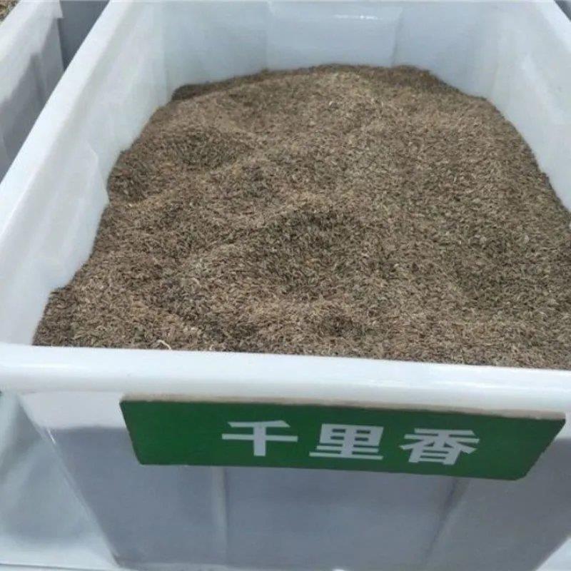 林木种子九里香种子九树香万里香千只眼石辣椒九秋香