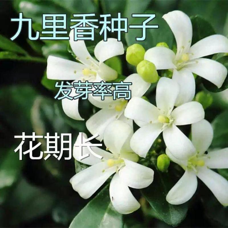 林木种子九里香种子九树香万里香千只眼石辣椒九秋香