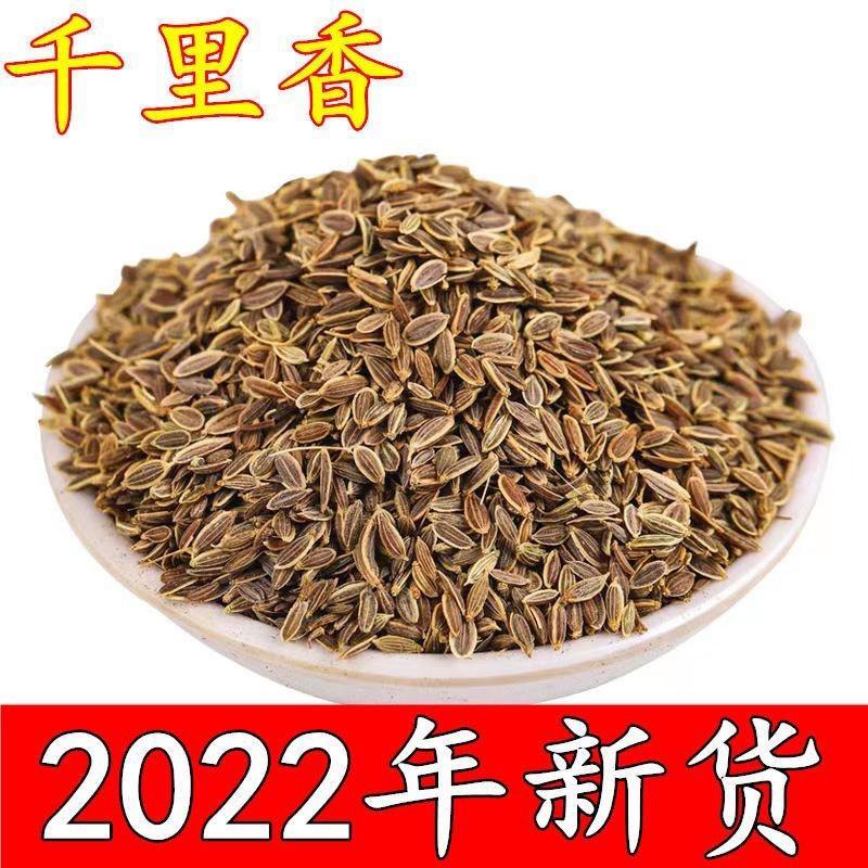 林木种子九里香种子九树香万里香千只眼石辣椒九秋香