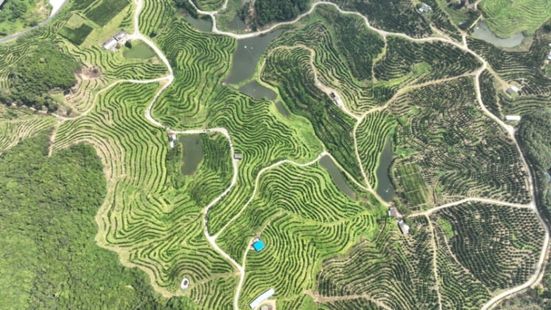 海南琼中绿橙自家千亩橙园，欢迎整车对接，商超社区团市场