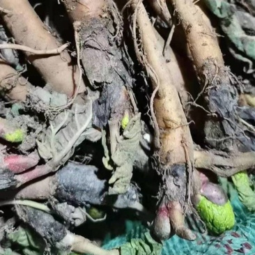 大黄苗大黄种苗马蹄大黄种苗现挖现发一手货源