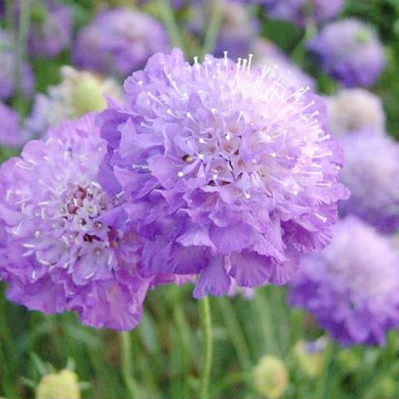轮峰菊种子紫盆花山萝卜种籽四季易种耐寒四季观花春秋播花种