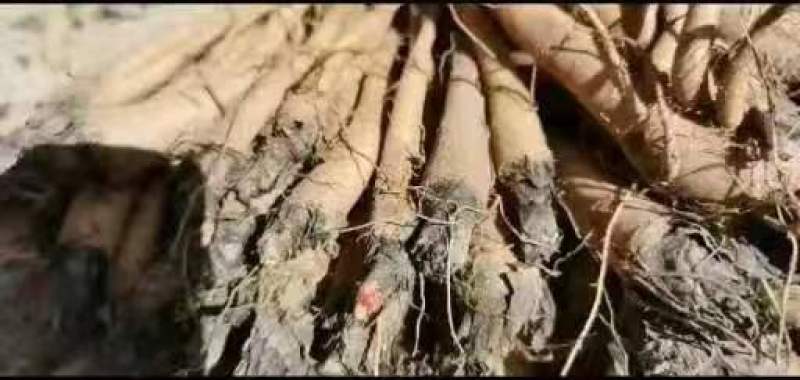 大黄苗大黄种苗马蹄大黄种苗现挖现发一手货源