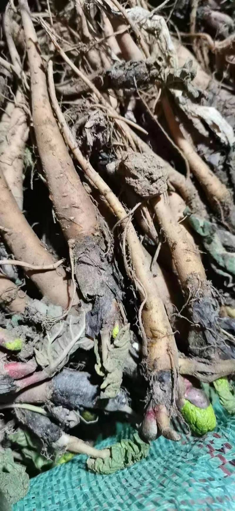 大黄苗大黄种苗马蹄大黄种苗现挖现发一手货源