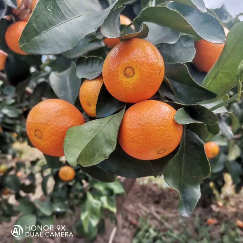 金秋沙糖桔，棉桔，南丰密桔大量上市，一条龙服务，质量保证