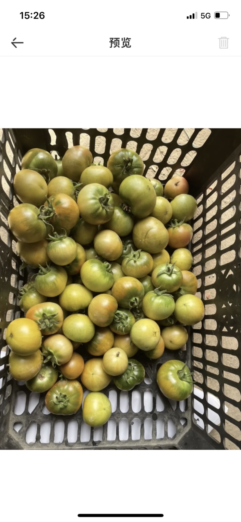 草莓番茄（大型种植基地，全年供应，标准化种植，糖度8度）