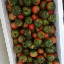 草莓番茄（大型种植基地，全年供应，标准化种植，糖度8度）