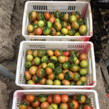 草莓番茄（大型基地，全年种植，标准化种植，糖度8度以上）