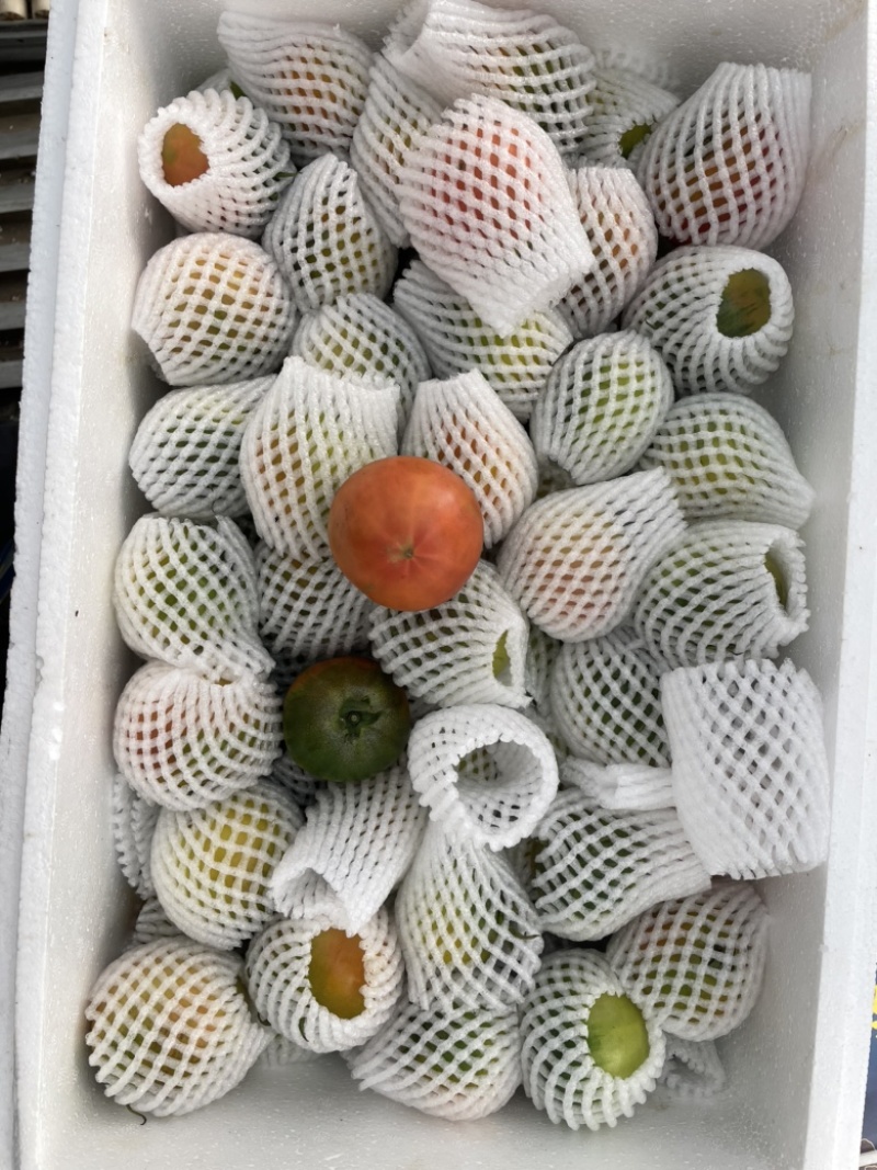 草莓番茄（大型基地，全年种植，标准化种植，糖度8度以上）