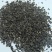 新黑心菊花卉种子黑眼菊金光菊园艺花籽春秋播种易活花海盆栽