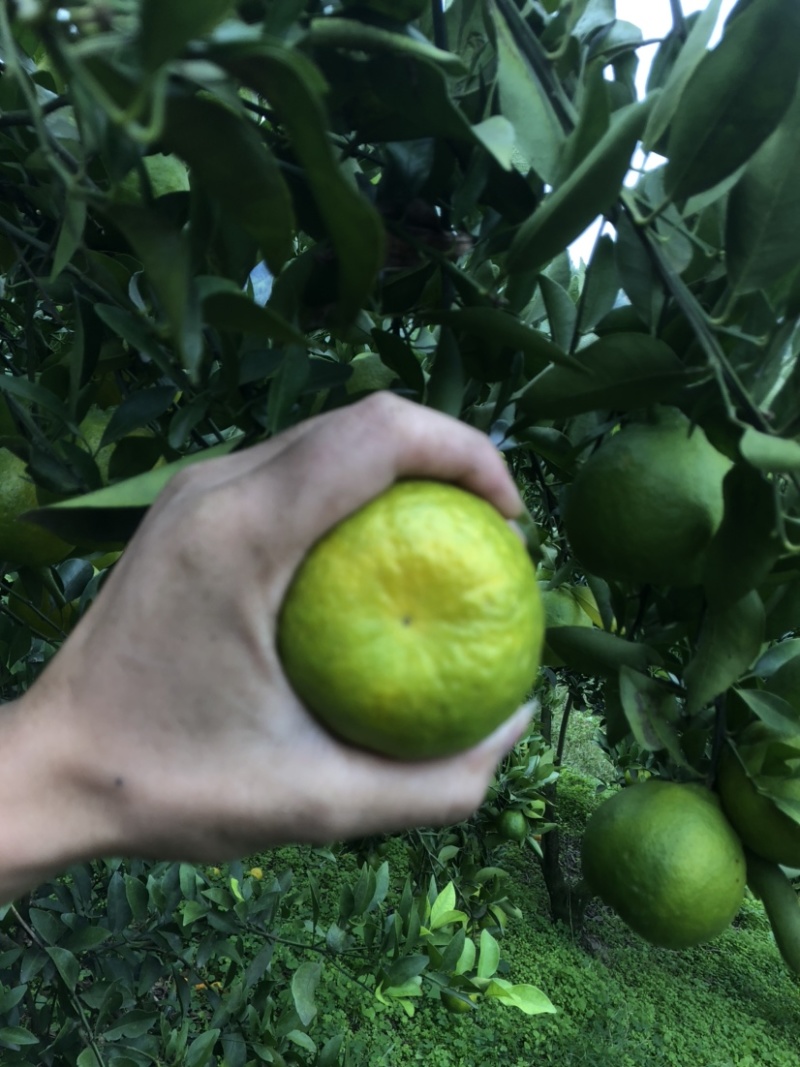 有市场需要的可以联系四川资阳碰柑