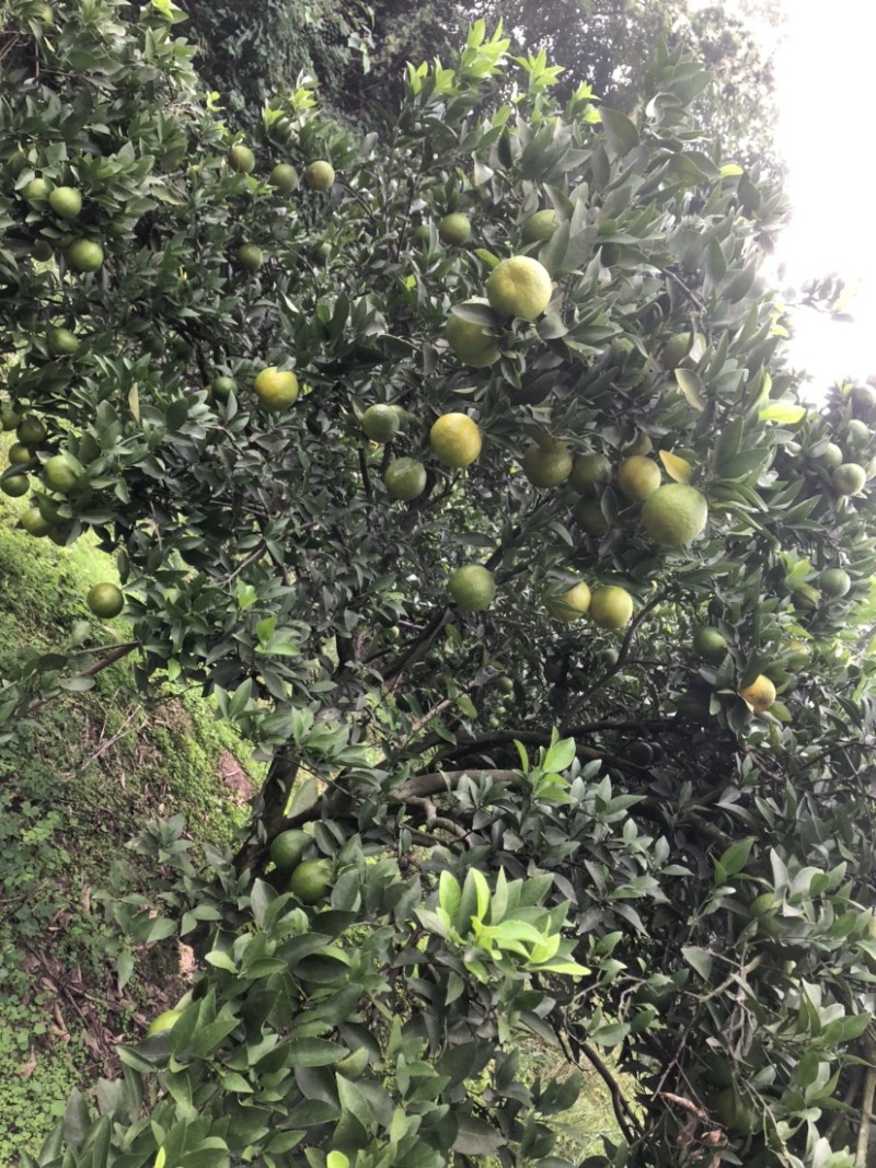 有市场需要的可以联系四川资阳碰柑