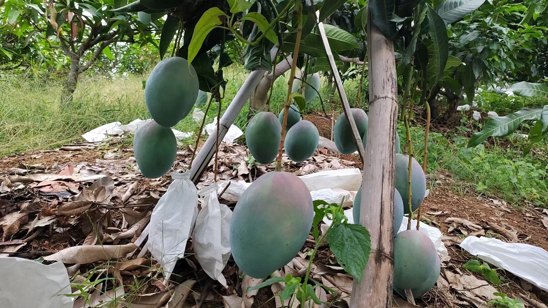 凯特芒果果园全景