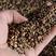 苏丹草种子优质牛羊鱼草净籽高产8斤/亩