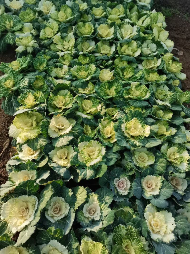 精品羽衣甘蓝大量上市，基地批发，欢迎各位老板选购