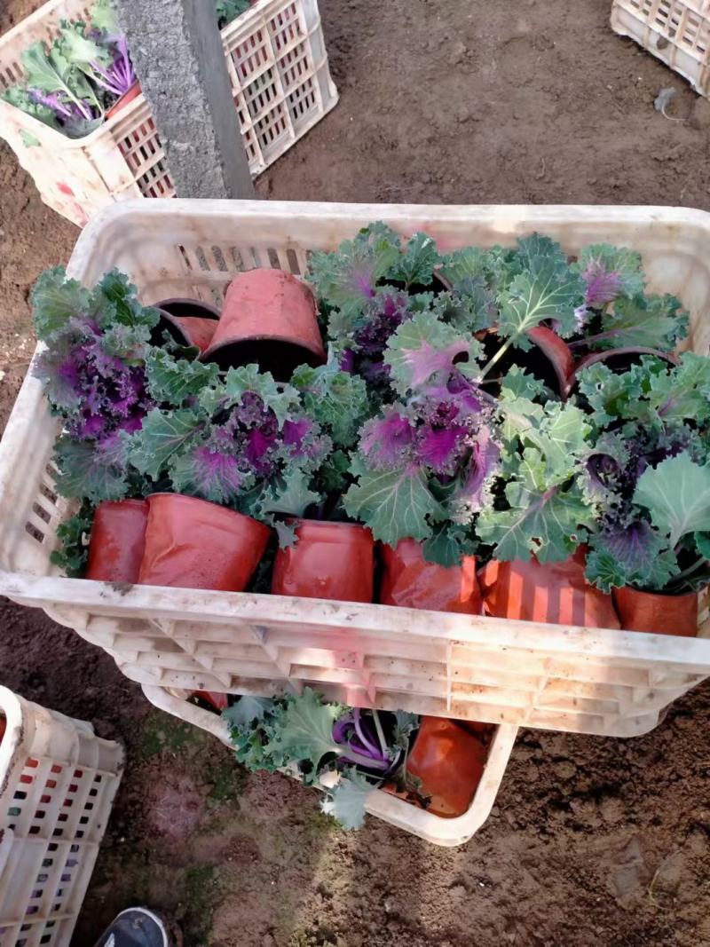 精品羽衣甘蓝大量上市，基地批发，欢迎各位老板选购