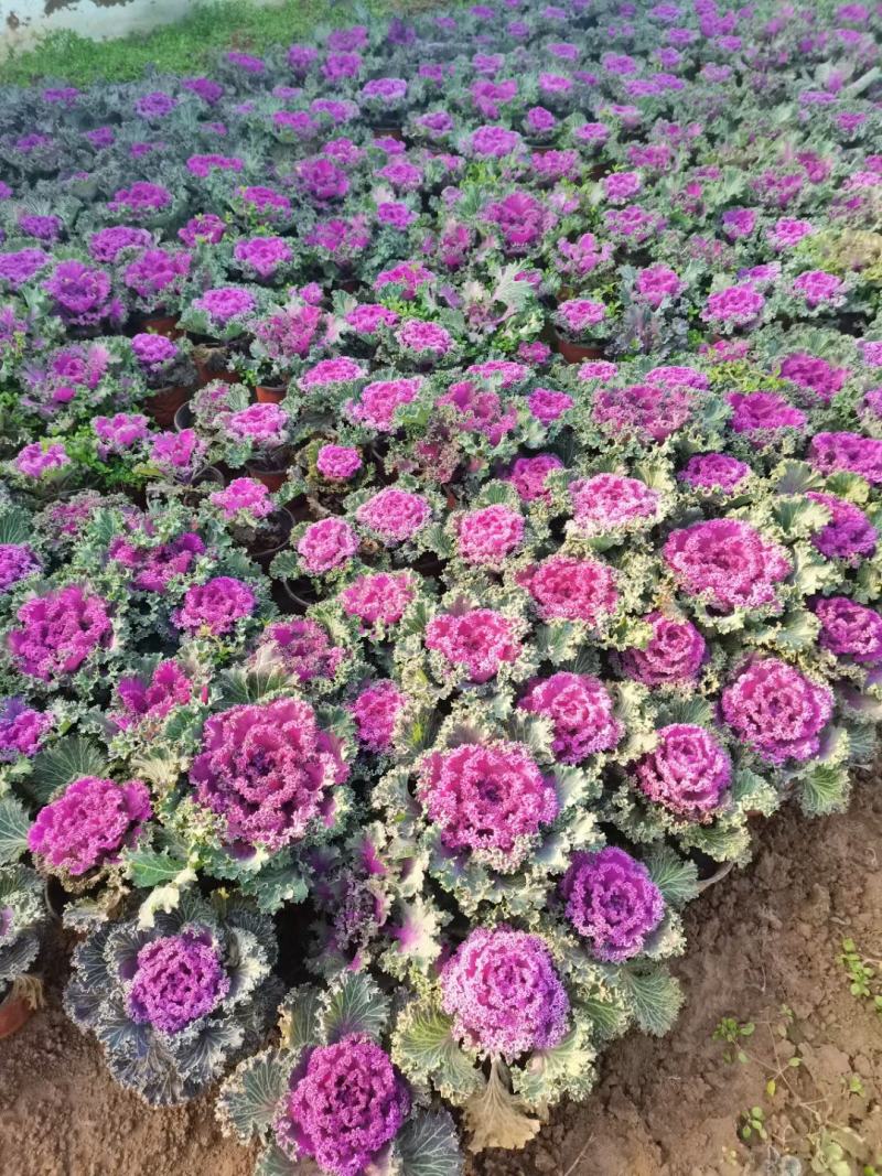 精品羽衣甘蓝大量上市，基地批发，欢迎各位老板选购