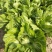 【推荐】芥菜广西包心芥菜，大量上市，货量充足，需要来电