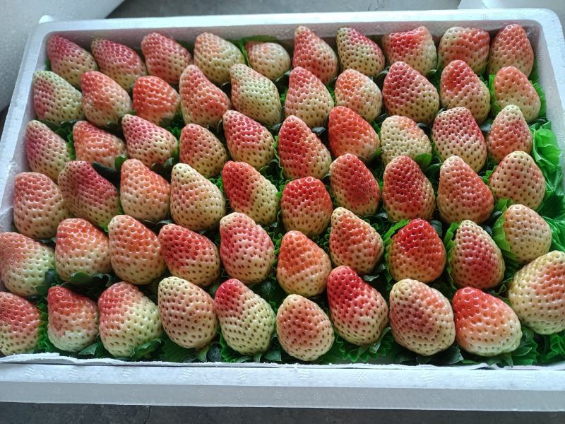 大凉山冬草莓