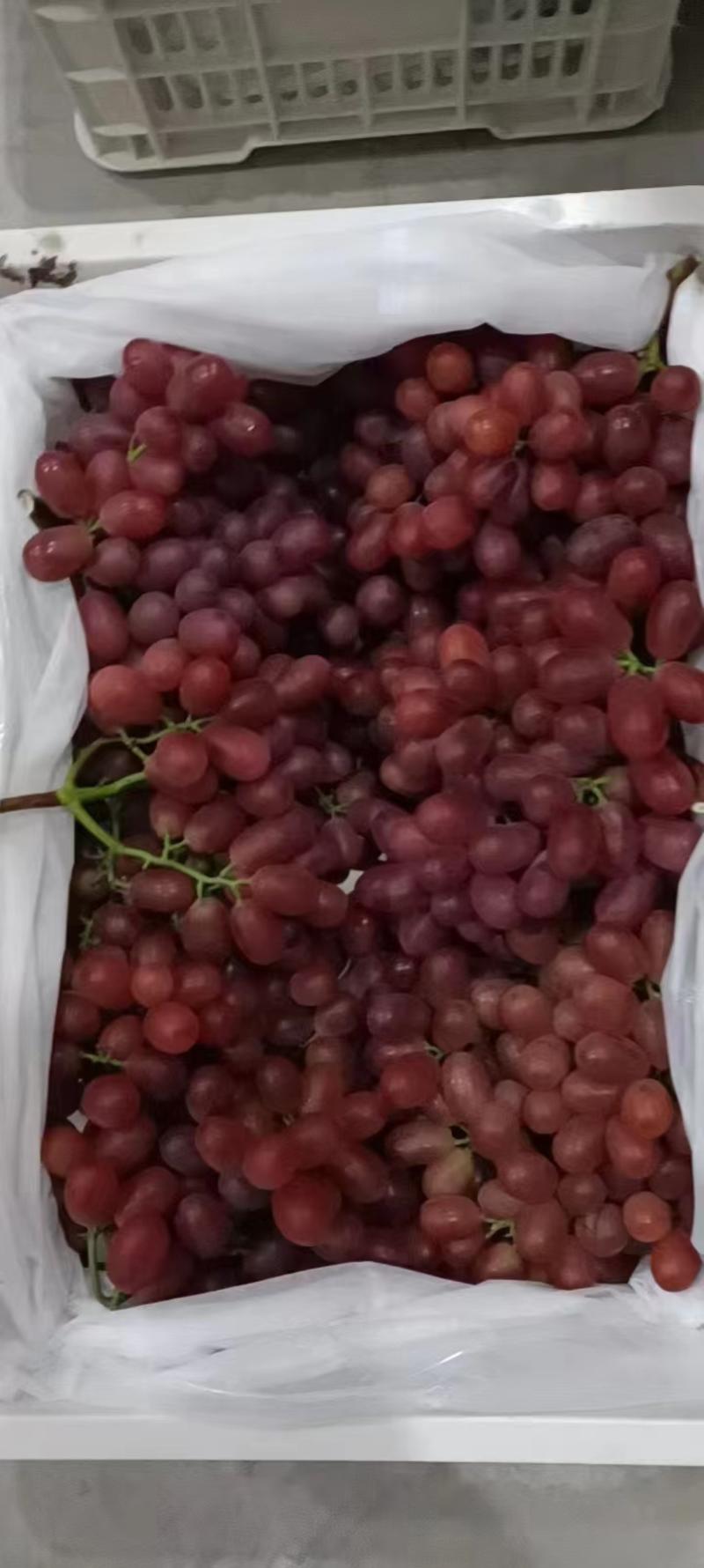 克伦生葡萄，红无籽葡萄。对接各大商超，团购