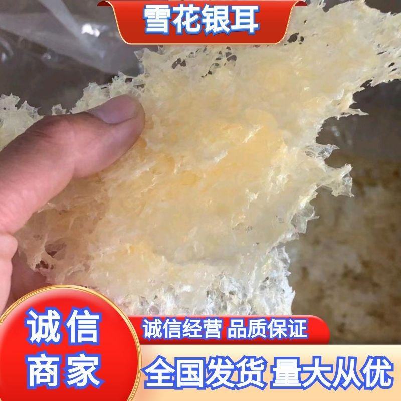 福建古田本草银耳，无硫安全食品，欢迎选购