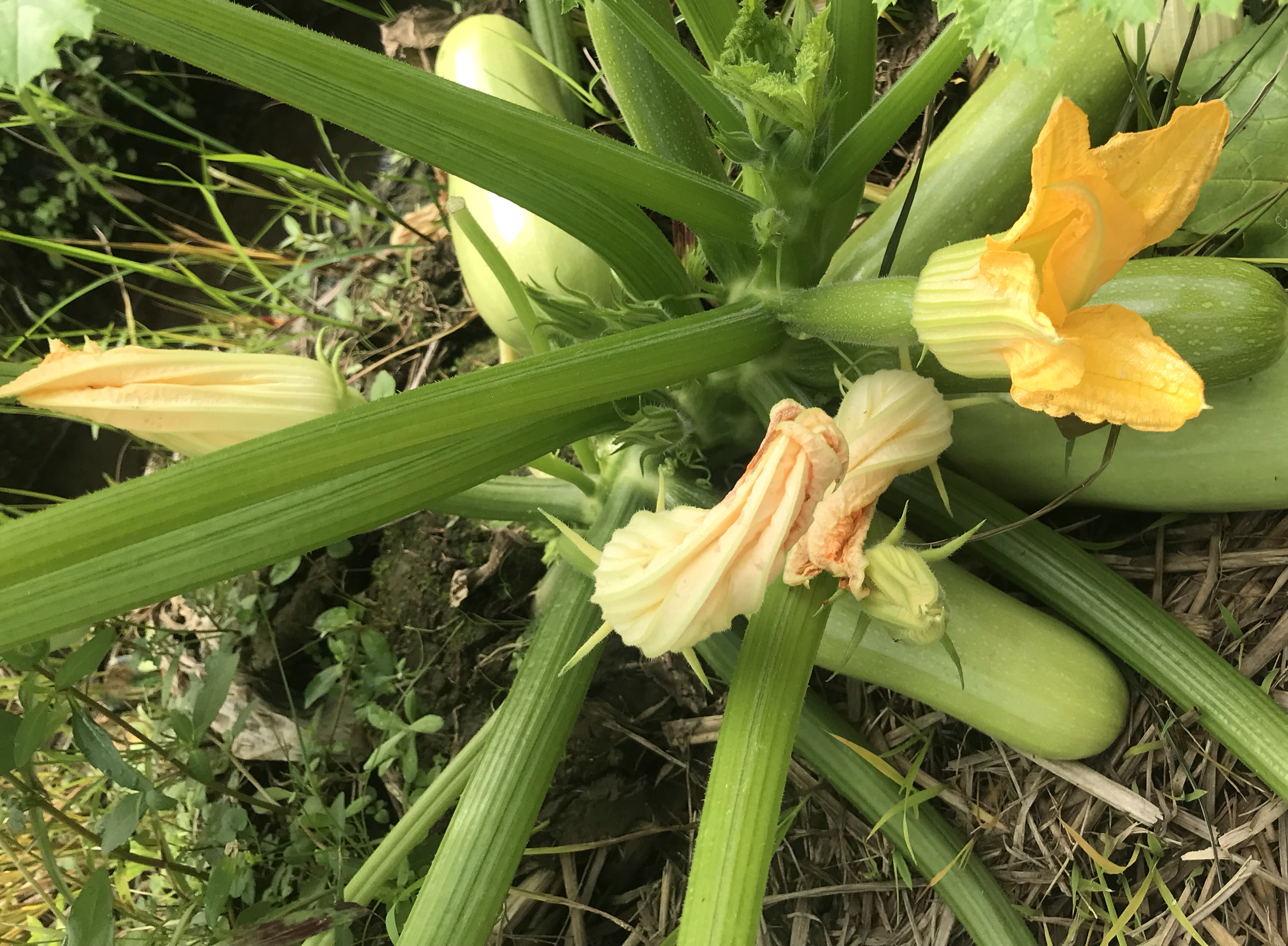 左侧为典型的绿皮西葫芦(Cucurbita pepo 'Black Beauty'),呈长圆柱形,表皮光滑无棱;右侧为嫩采的中国南瓜(Cucurbita moschata),果形略短粗,果脐较宽,表面有细微绒毛。背景为植物标本标签,标注拉丁学名与采收日期 西葫芦与嫩南瓜植物学对比图