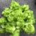 广汉市特早熟小心多儿儿菜，鲜嫩多汁，现砍现卖，无其费用