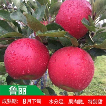 早熟新品种鲁丽苹果苗南北种植嫁接正宗鲁丽苹果树苗有果园看