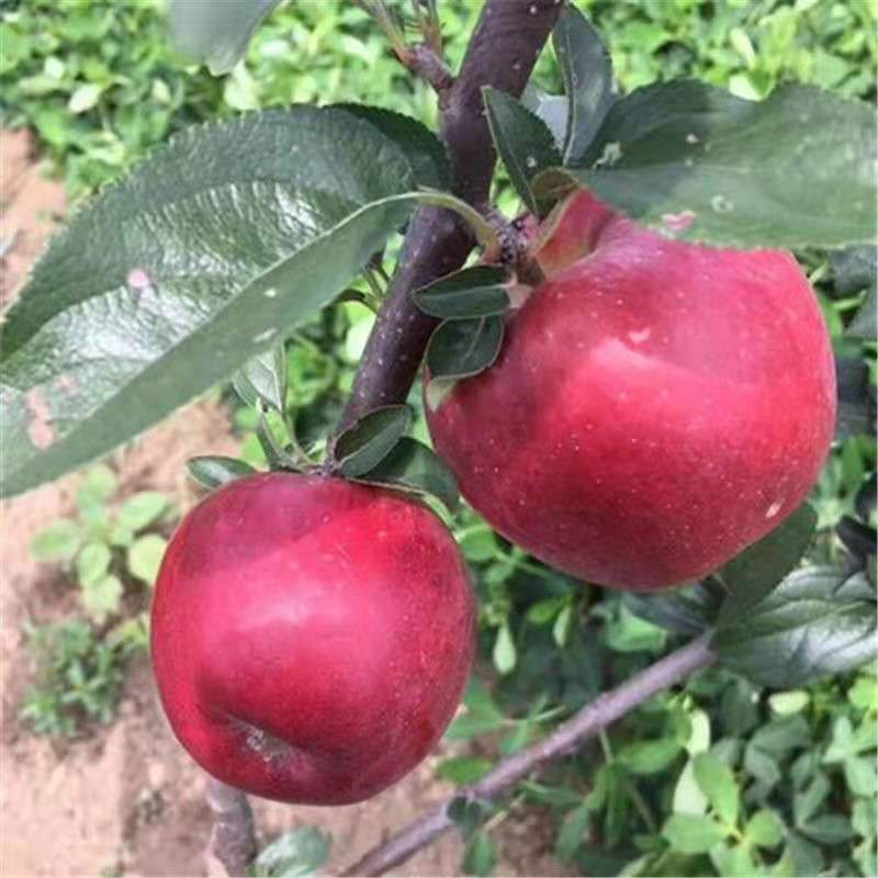早熟新品种鲁丽苹果苗南北种植嫁接正宗鲁丽苹果树苗有果园看