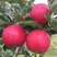早熟新品种鲁丽苹果苗南北种植嫁接正宗鲁丽苹果树苗有果园看
