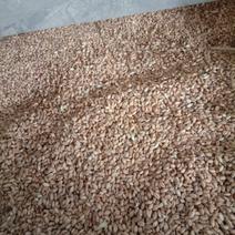 自产小麦，无杂质，无虫驻