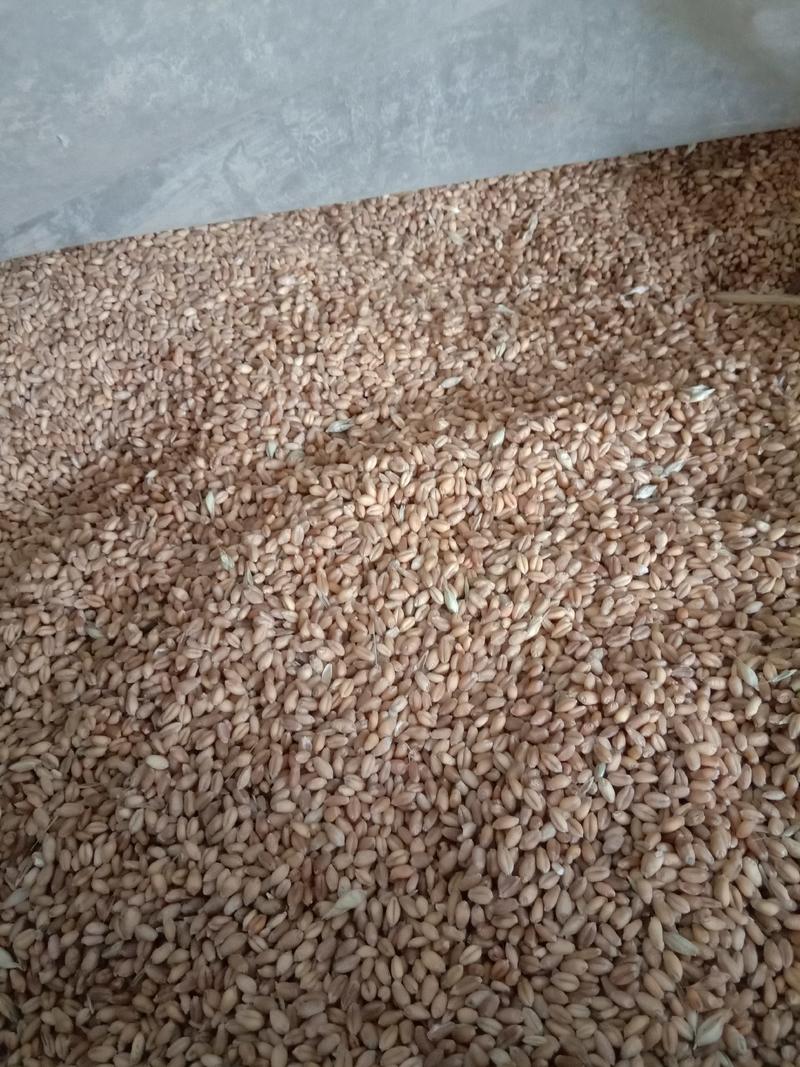 自产小麦，无杂质，无虫驻