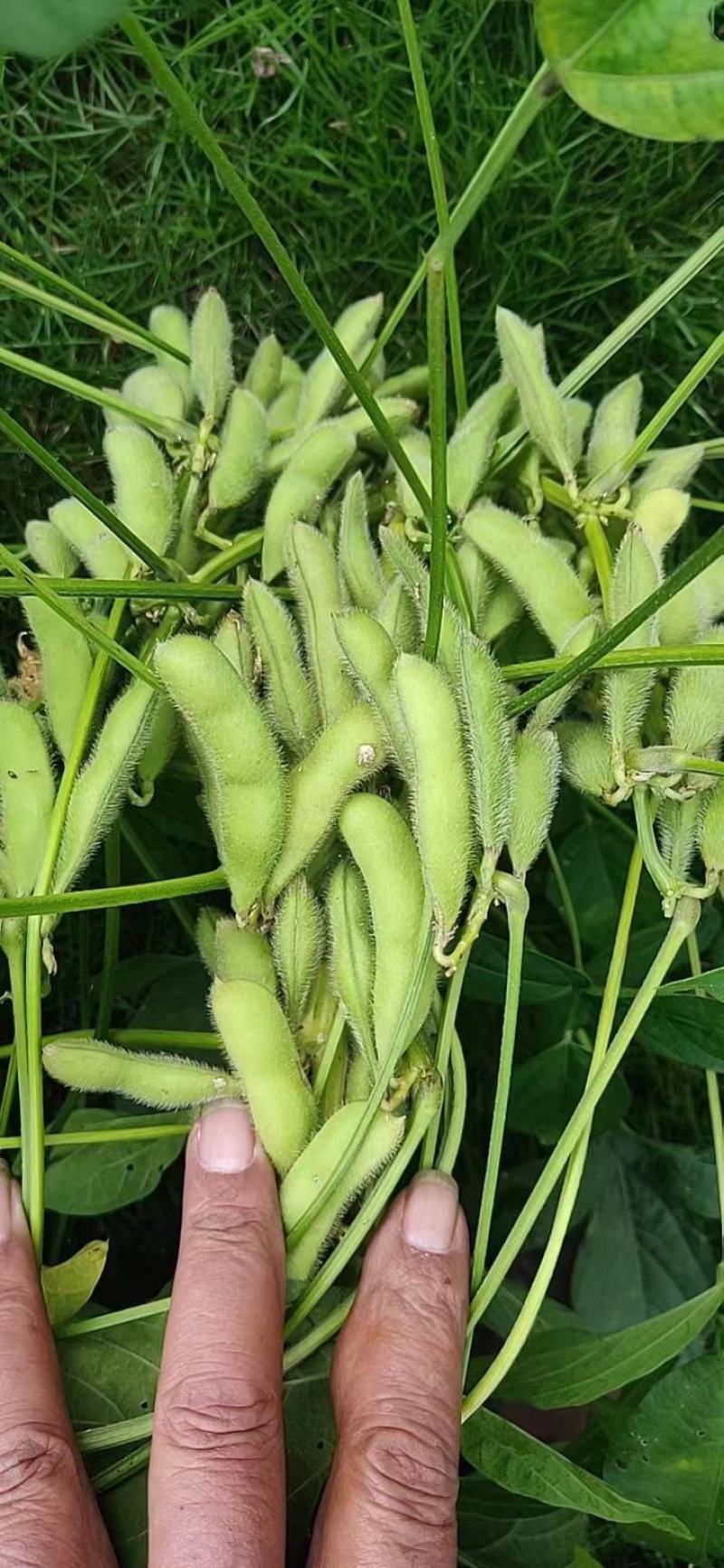 毛豆九月寒