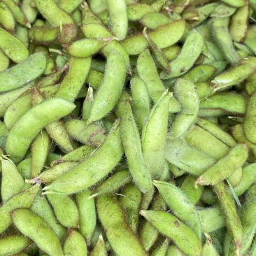 毛豆九月寒
