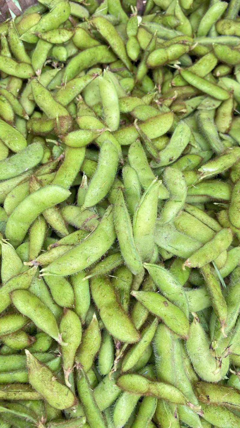 毛豆九月寒