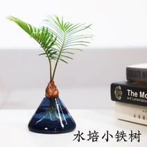 铁树盆栽铁树种子盆景苏铁种子铁树花种子室内室外景观耐寒