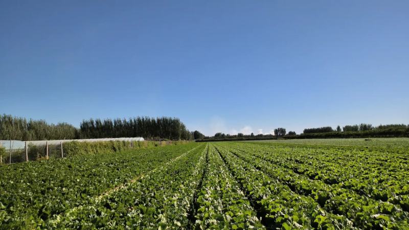 黄心大白菜农户自产质优价好有机肥种植带甜味