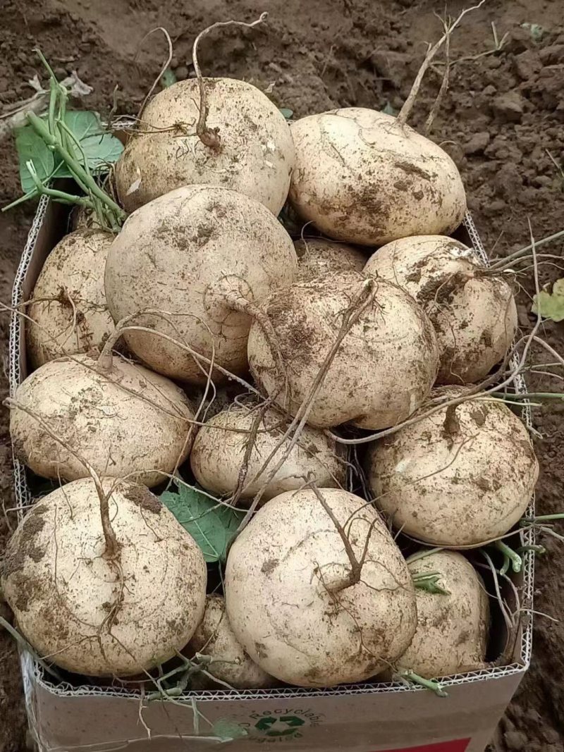 蔬菜