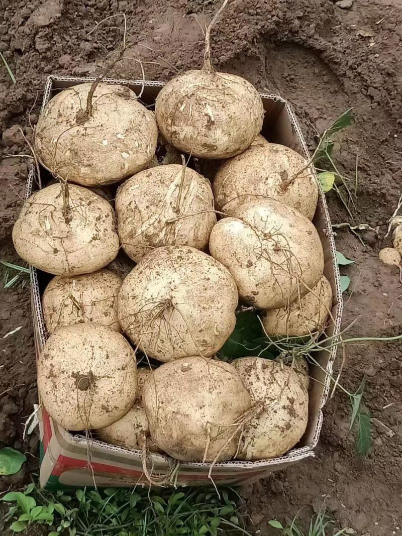 蔬菜