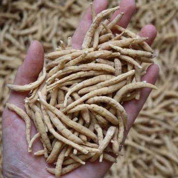 广州人大号太子参