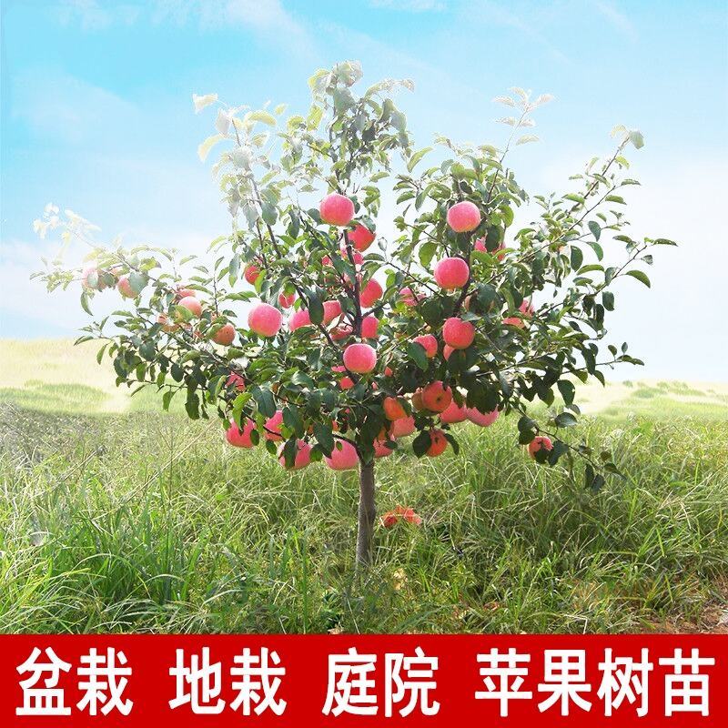 苹果树苗嫁接红富士冰糖心矮化苹果苖盆栽地栽特大南北方当年