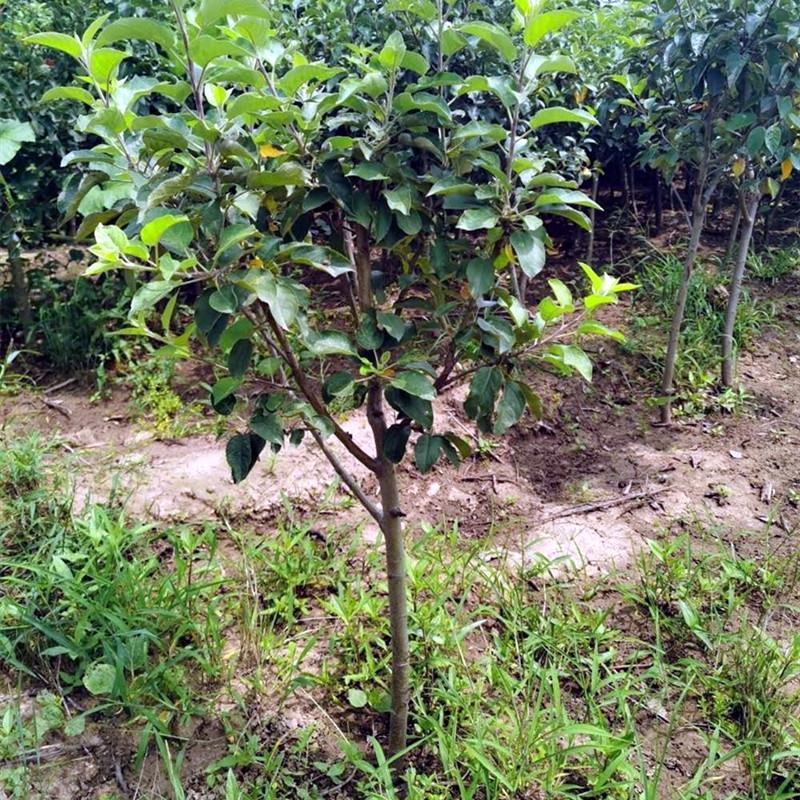 苹果树苗嫁接红富士冰糖心矮化苹果苖盆栽地栽特大南北方当年