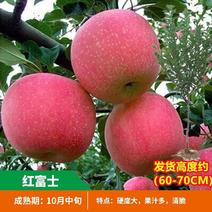 苹果树苗嫁接红富士冰糖心矮化苹果苖盆栽地栽特大南北方当年