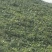 官田土瓜