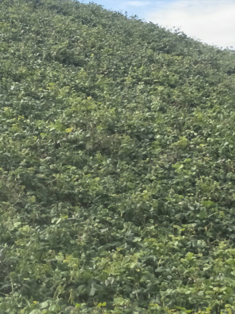 官田土瓜